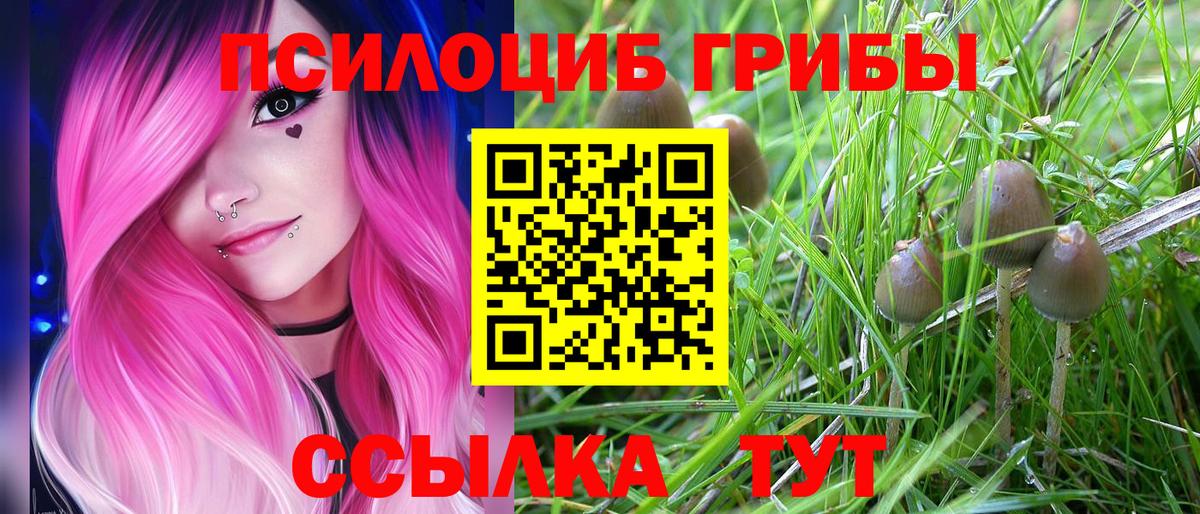 Псилоцибиновые грибы Cubensis Долгопрудный